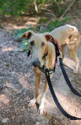 Gladstone - Galgo Español - Bild 2