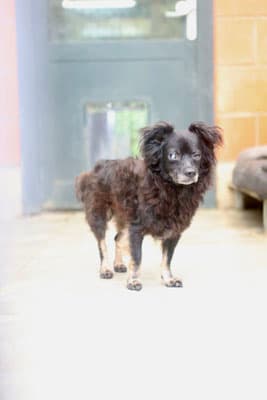 Blacky - Chihuahua - Bild 4