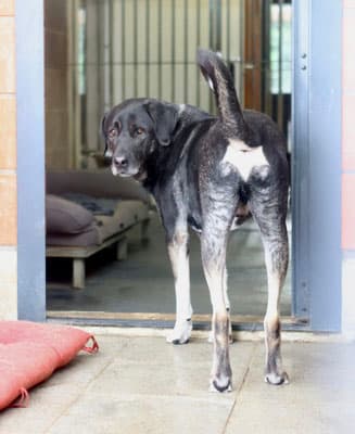 Carsi - Kangal-Hirtenhund - Bild 3