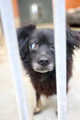 Blacky - Chihuahua - Bild 2