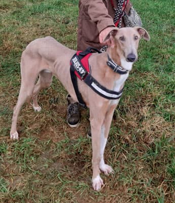 Gladstone - Galgo Español - Bild 3