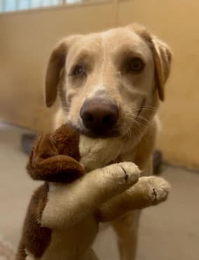 Labrador Retriever-Mix Marlo
