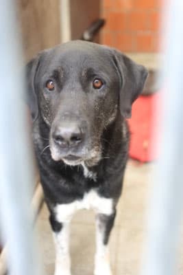 Carsi - Kangal-Hirtenhund - Bild 2