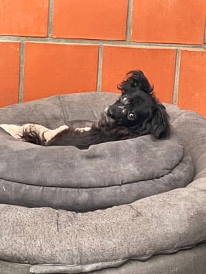 Blacky - Chihuahua - Bild 3