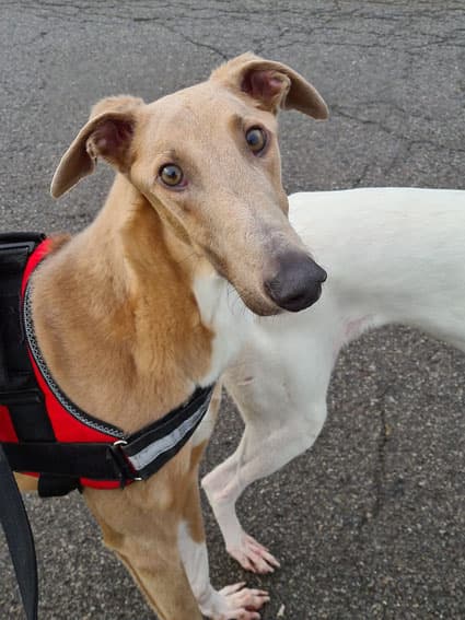 Gladstone - Galgo Español - Bild 1