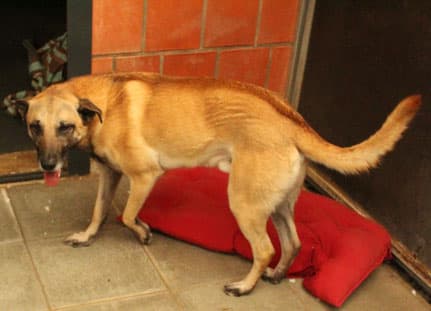 Kangal-Hirtenhund-Mix Boncuk