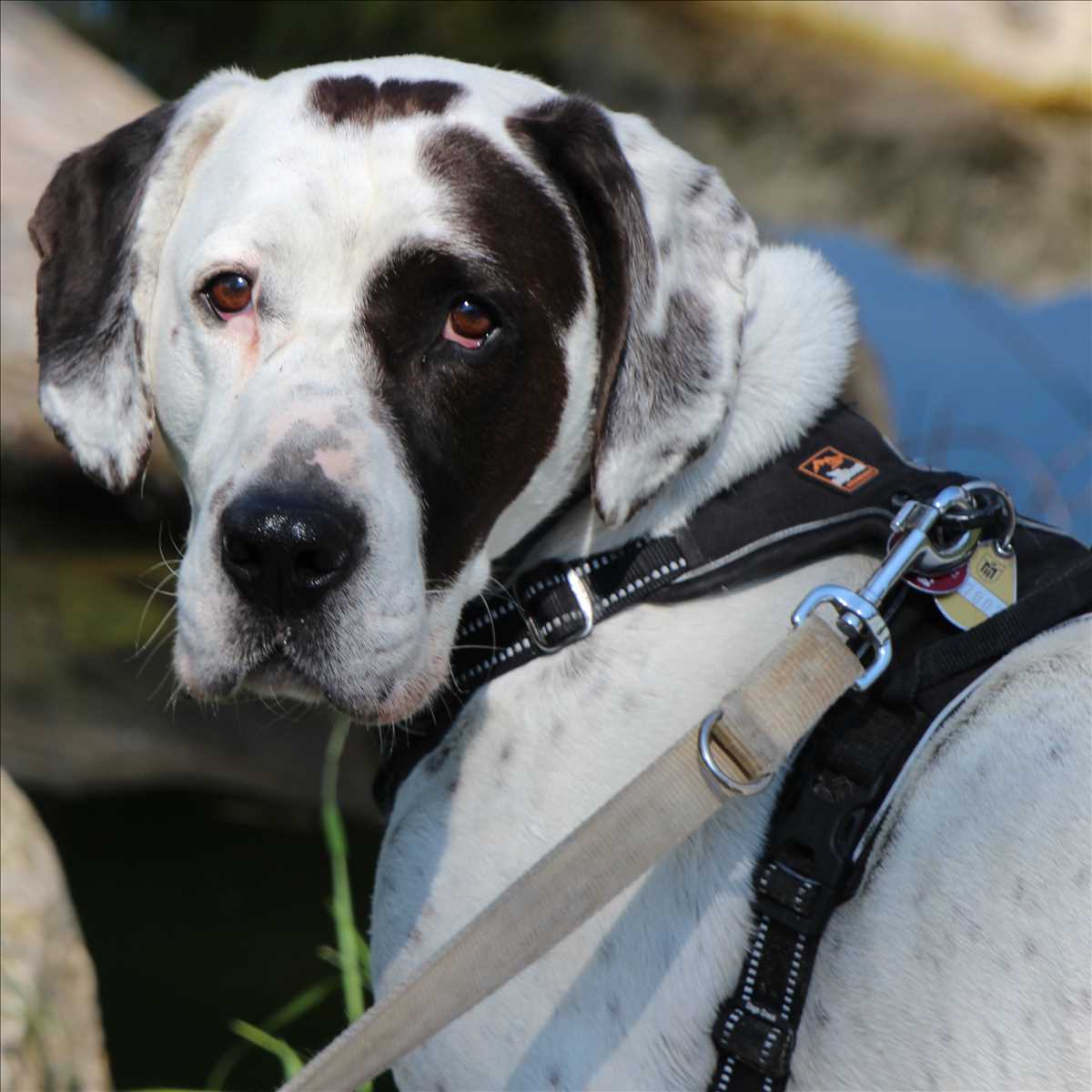 Josef - Englische Bulldogge - Bild 1