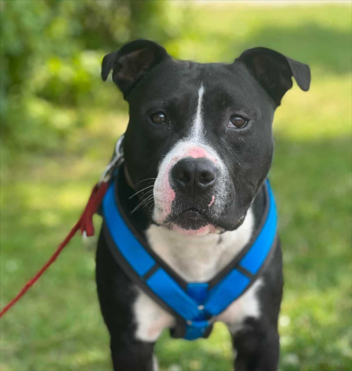 AJAX - American Staffordshire Terrier - Bild 2