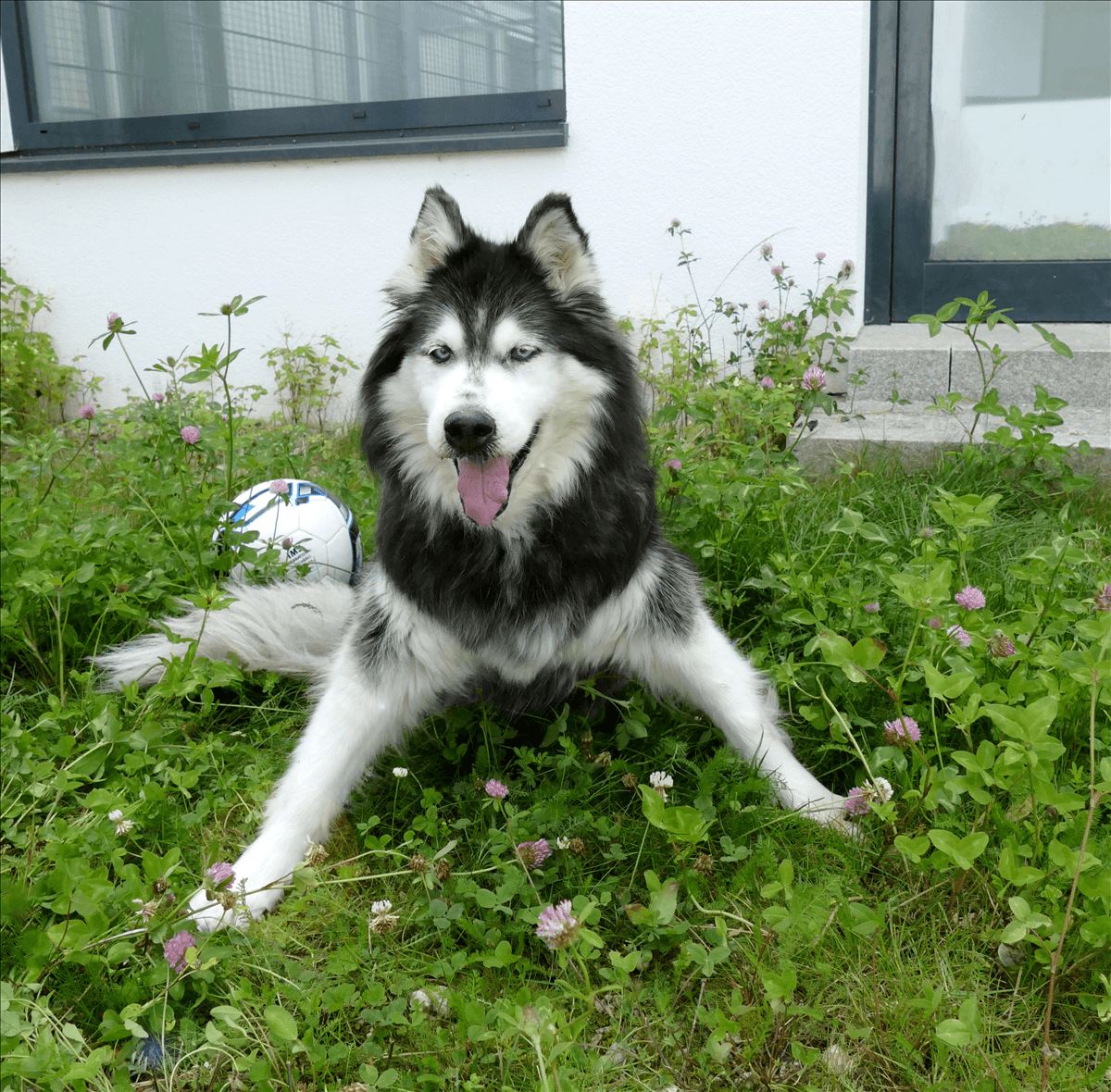 Sharlot - Siberian Husky - Bild 2
