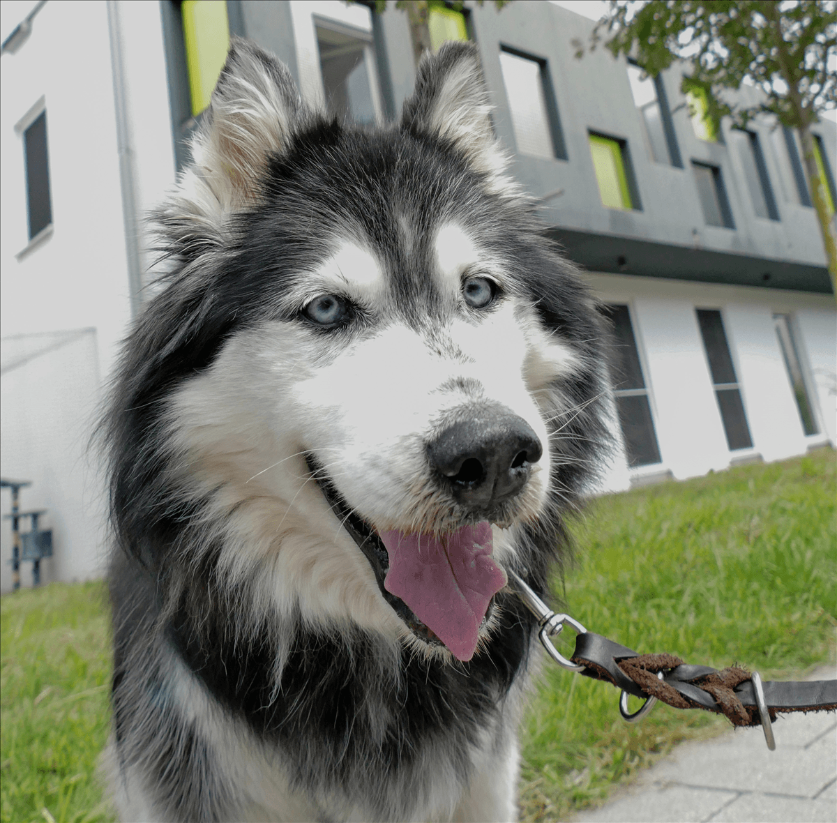 Sharlot - Siberian Husky - Bild 3