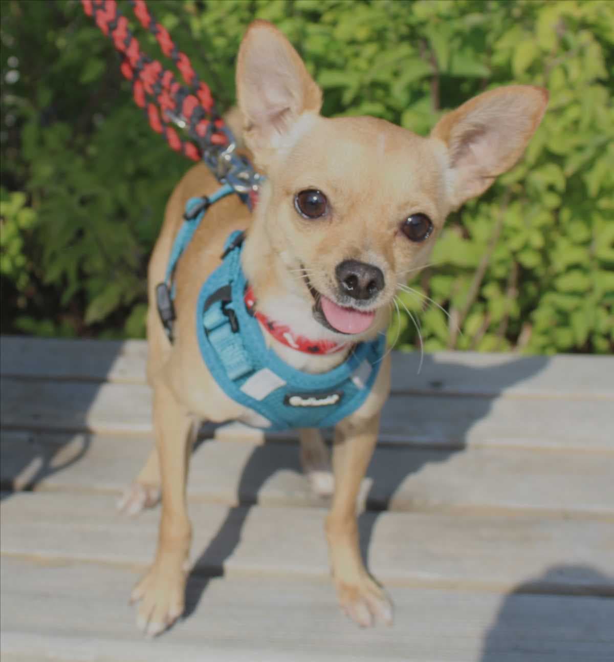 Micky - Chihuahua, Deutscher Pinscher - Bild 2