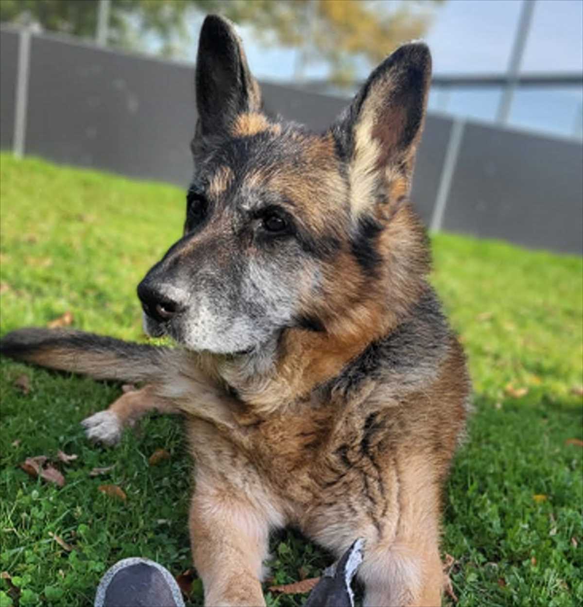 Deutscher Schäferhund GUSTL