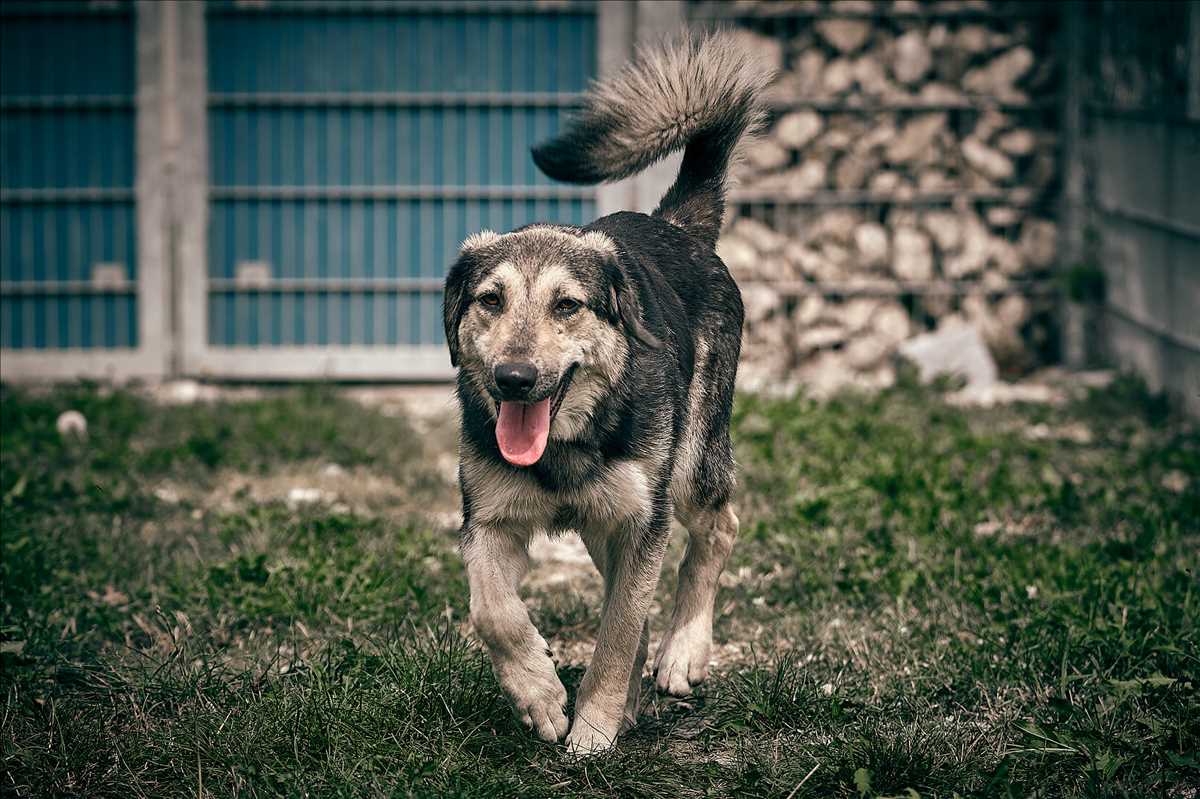 Nino - Deutscher Schäferhund - Bild 2