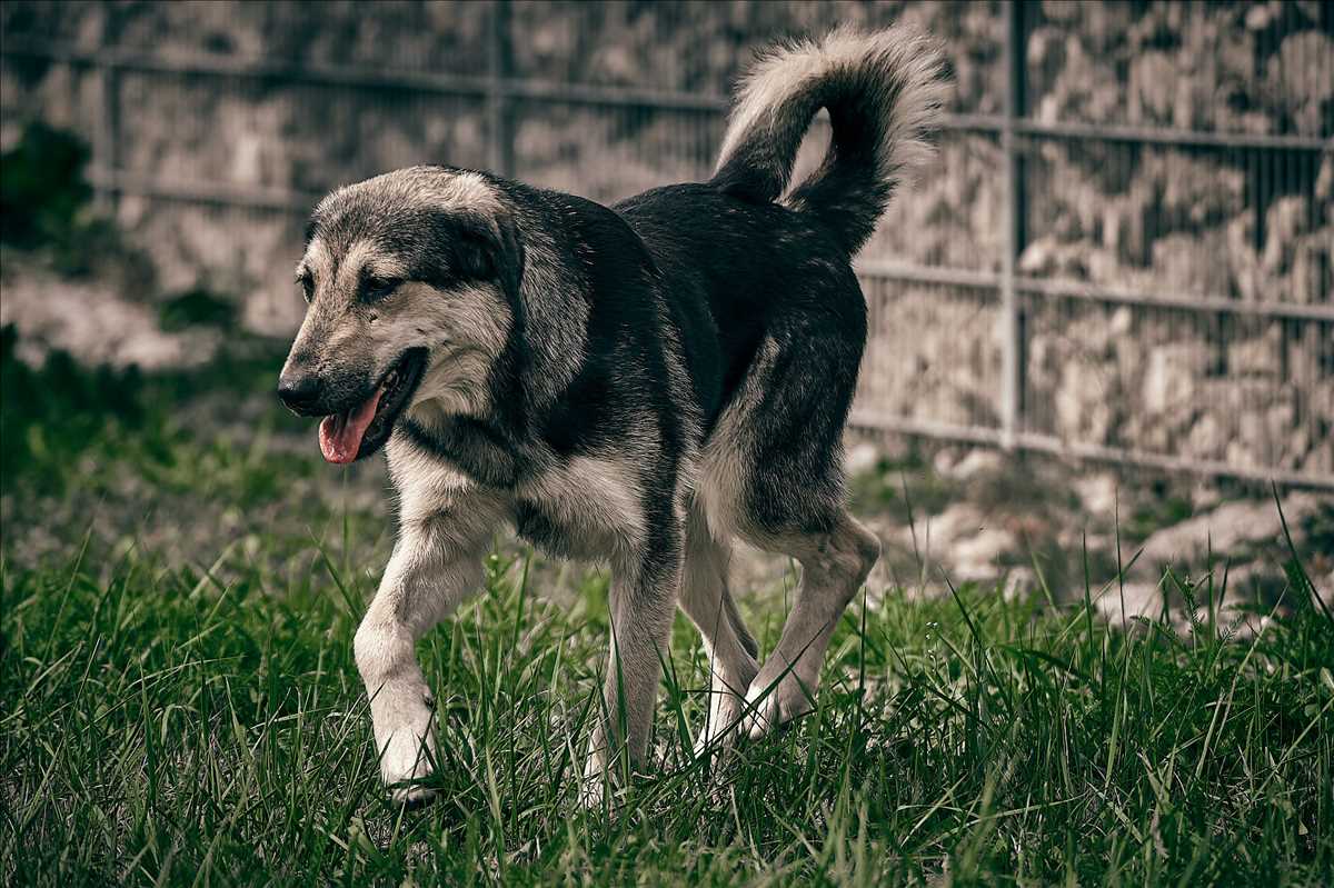 Deutscher Schäferhund-Mix Nino