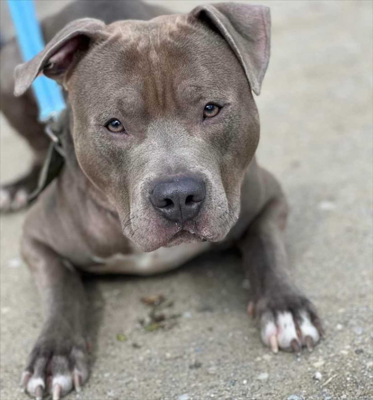 Scooter - American Staffordshire Terrier - Bild 2