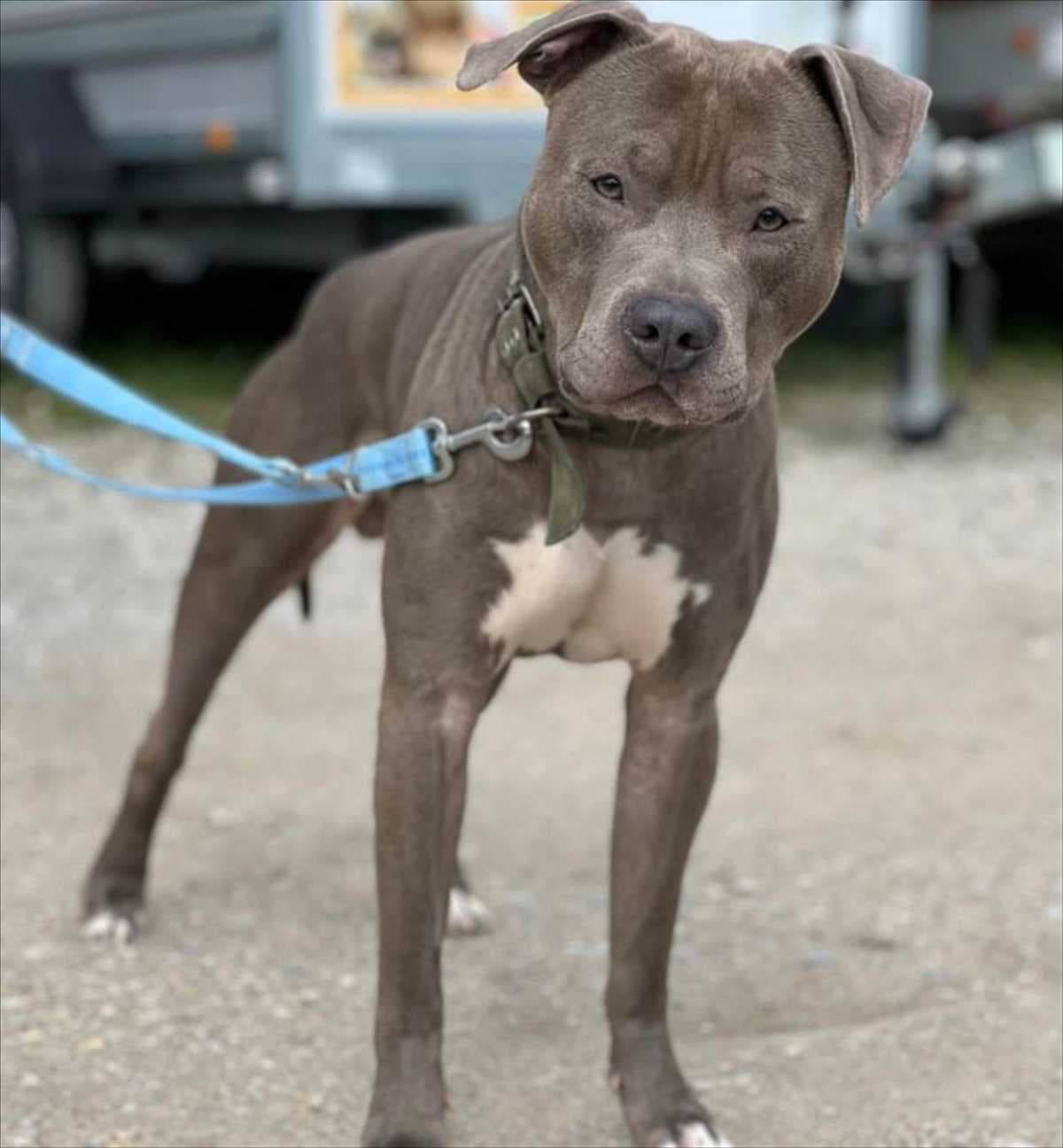 Scooter - American Staffordshire Terrier - Bild 3