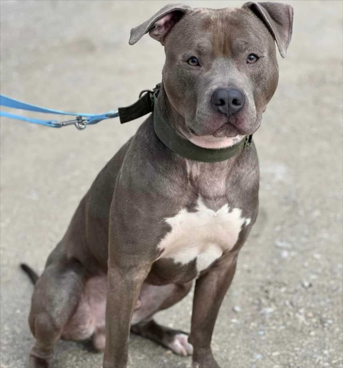 American Staffordshire Terrier-Mix Scooter