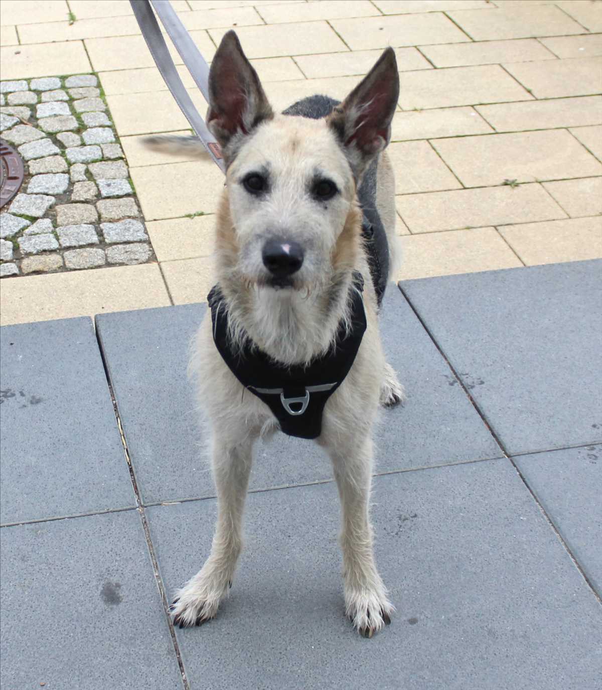 Deutscher Schäferhund-Mix MAMBO