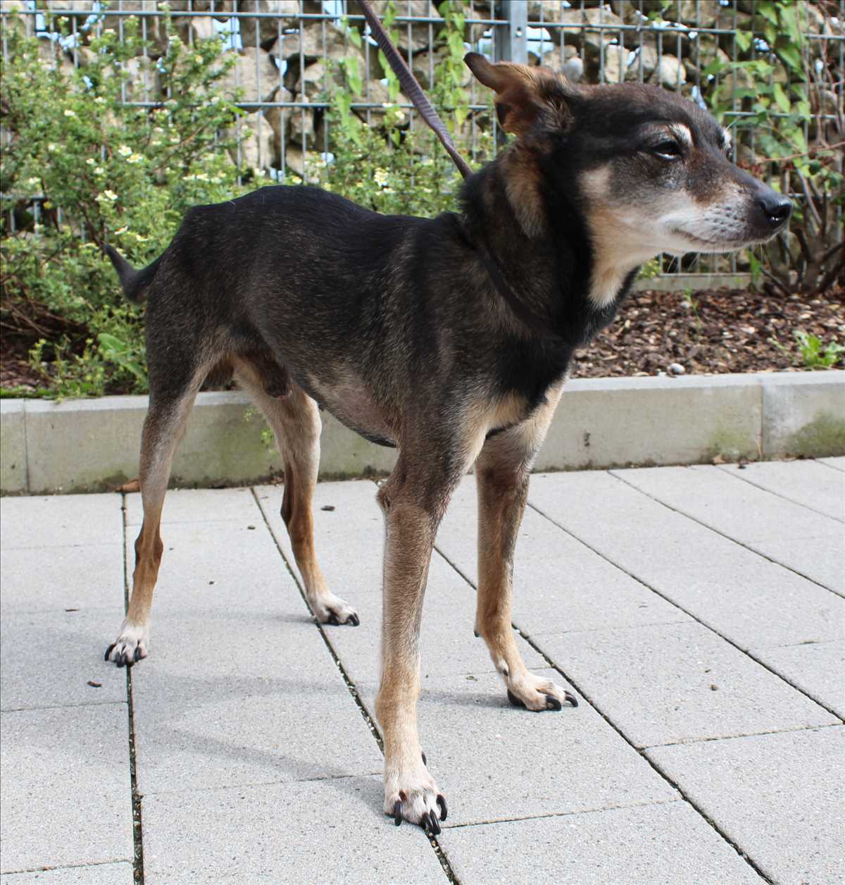 HERMANN - Deutscher Pinscher - Bild 2