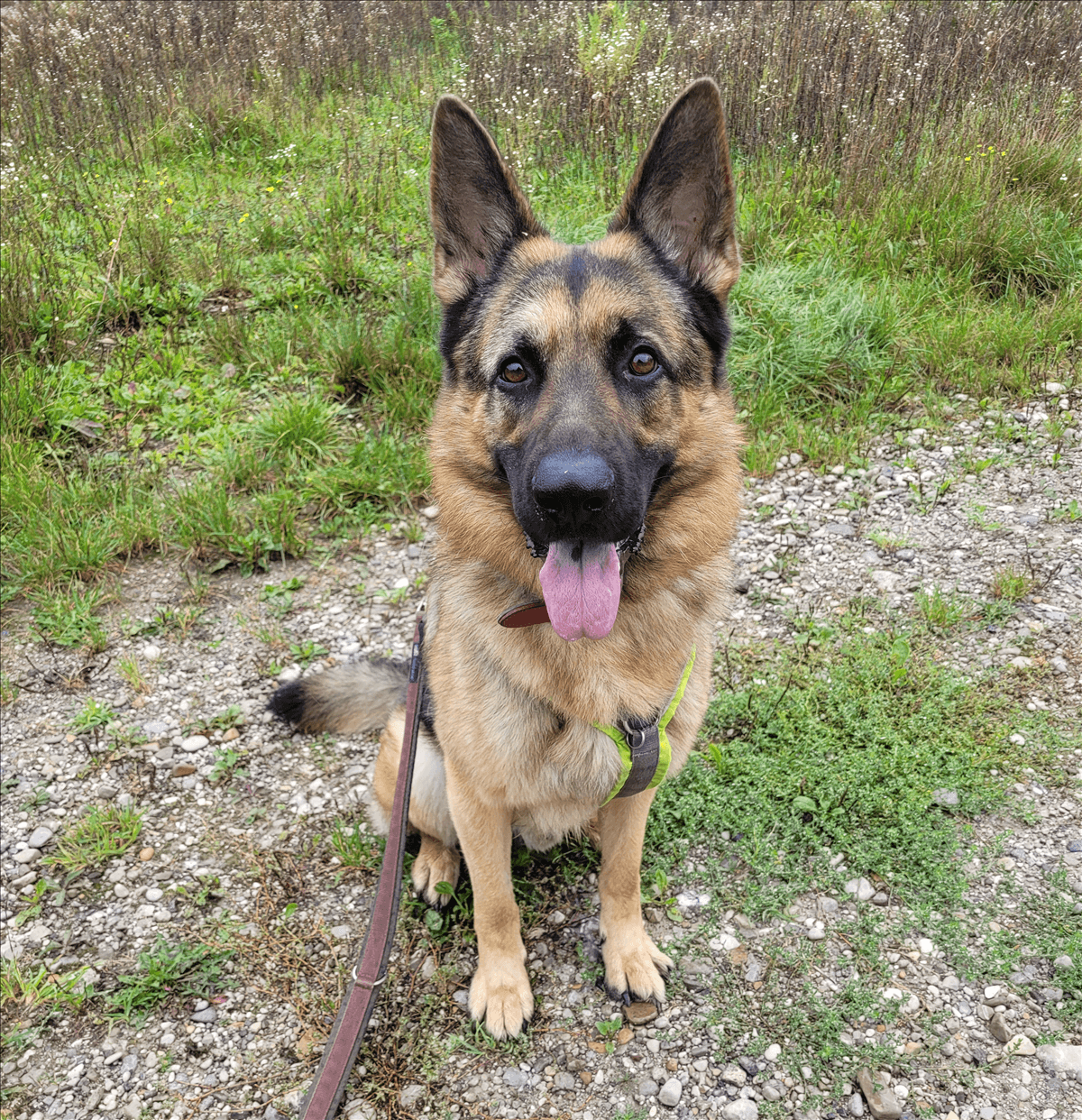 MYLO - Deutscher Schäferhund - Bild 2