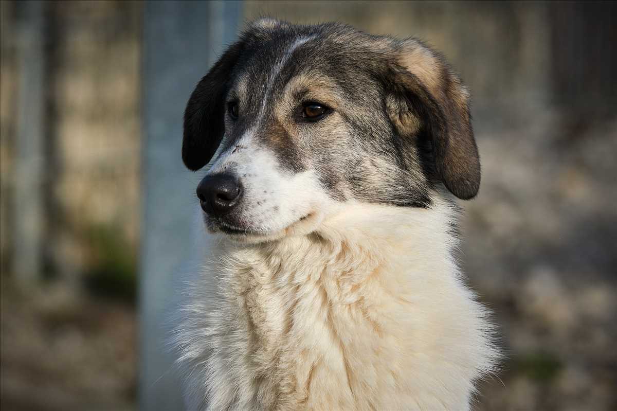 Amelio - Tornjak - Bild 2