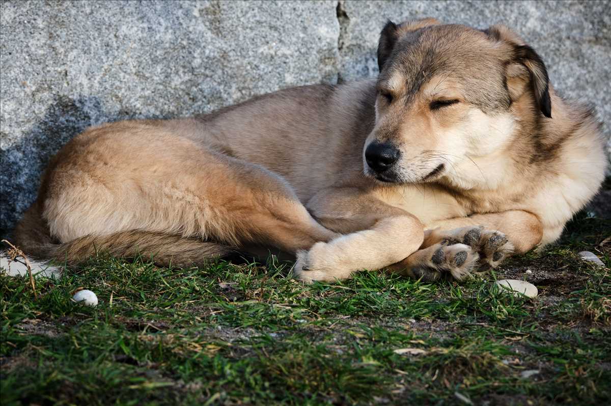 Moritz - Deutscher Schäferhund - Bild 2