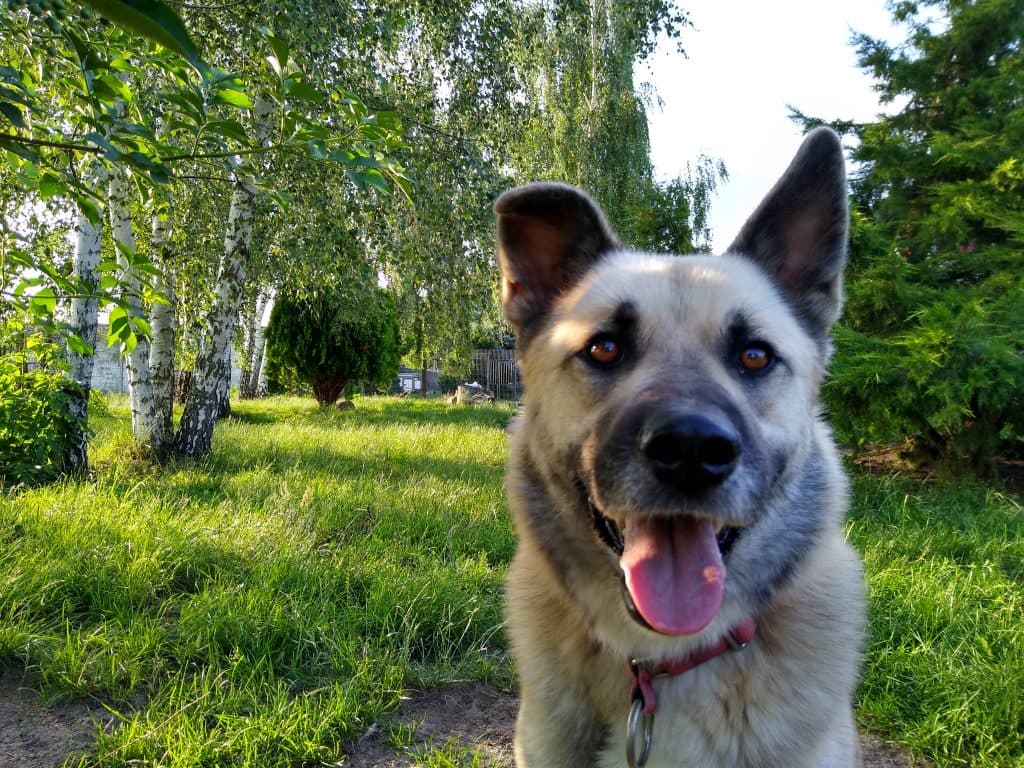 Isidor - - Bild 1