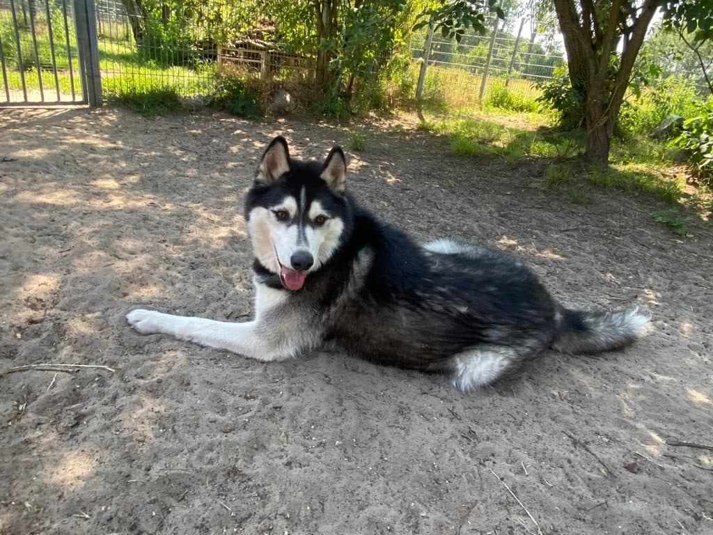 Chaos - Siberian Husky - Bild 4