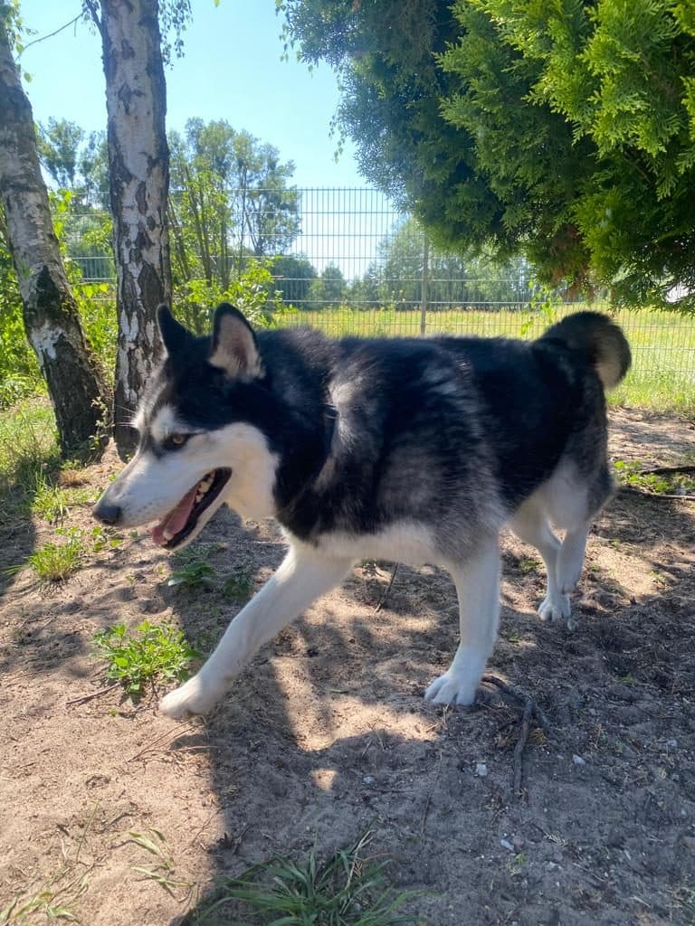 Chaos - Siberian Husky - Bild 2