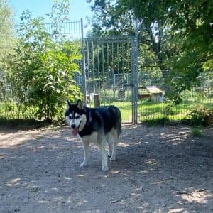 Siberian Husky Chaos