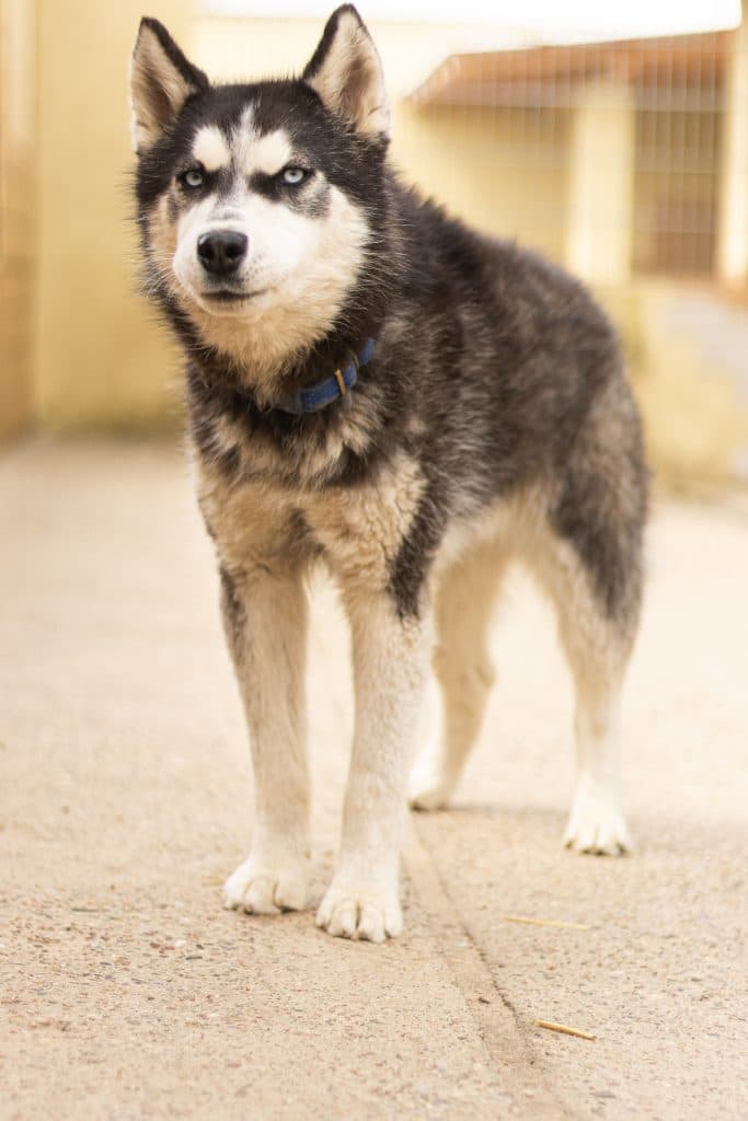 Tanuki - Siberian Husky - Bild 5