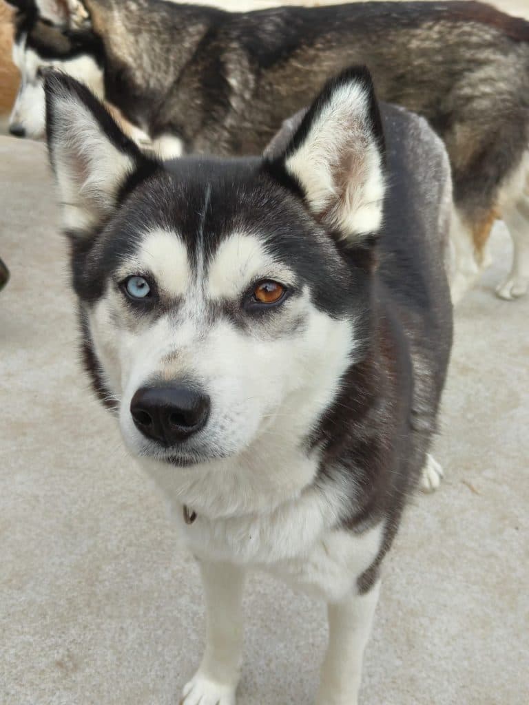 Tanuki - Siberian Husky - Bild 7