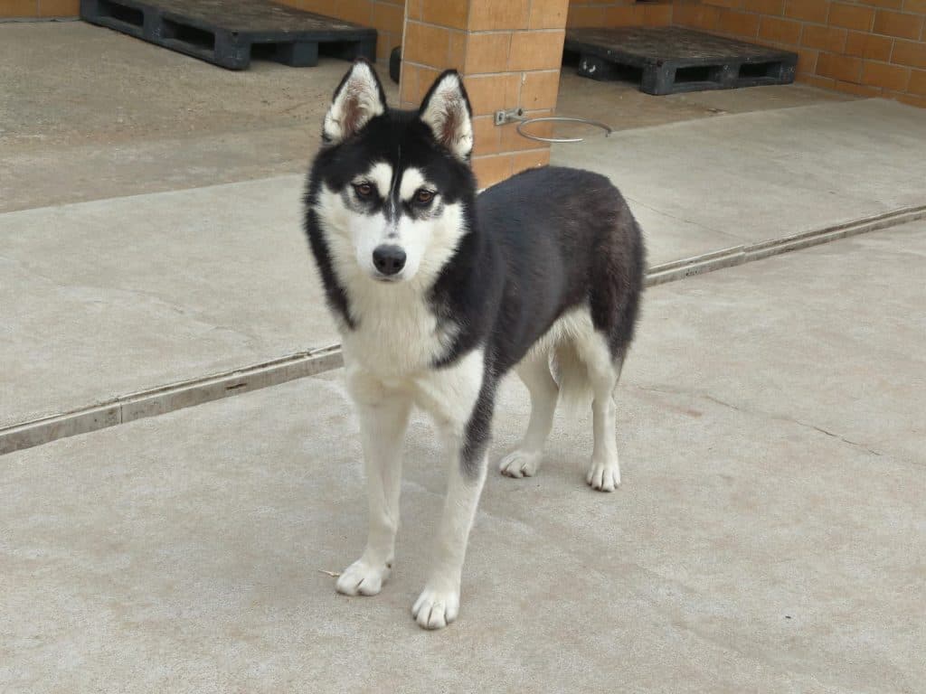 Tanuki - Siberian Husky - Bild 6