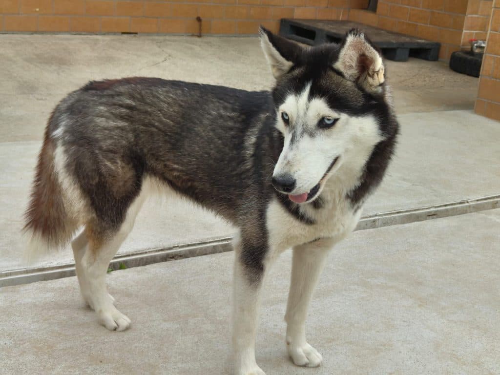 Tanuki - Siberian Husky - Bild 8