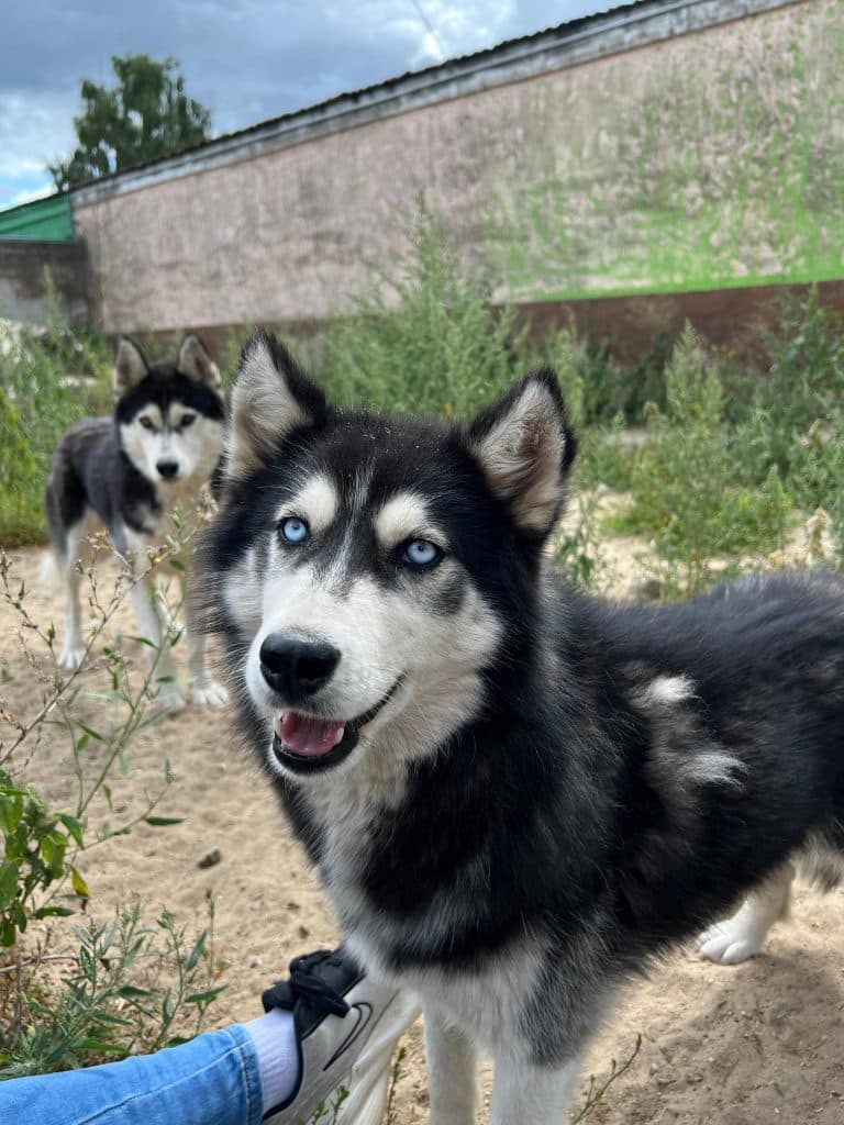 Tanuki - Siberian Husky - Bild 9