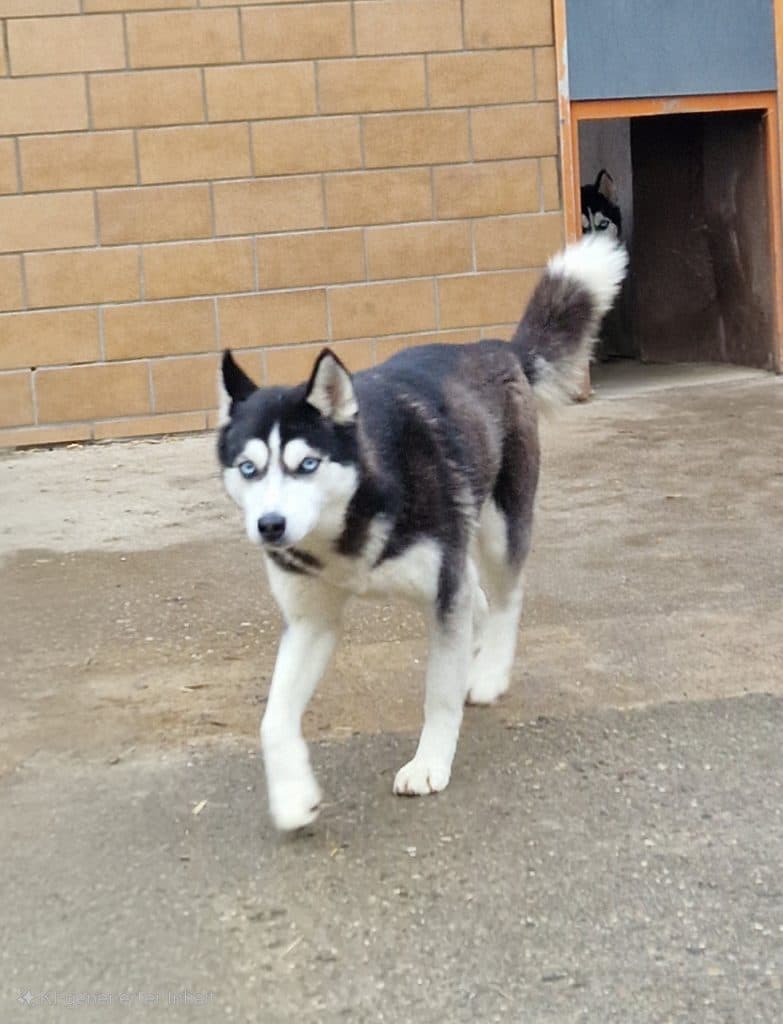 Najad - Siberian Husky - Bild 2