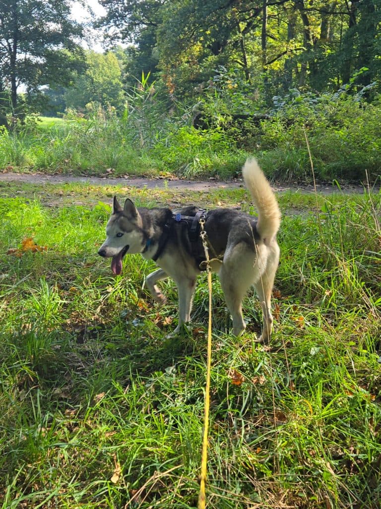 Indiana - Siberian Husky - Bild 2