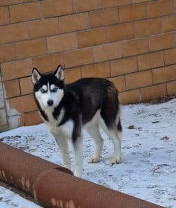 Siberian Husky Najad
