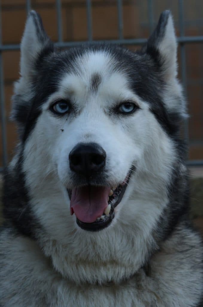 Siberian Husky Charlie