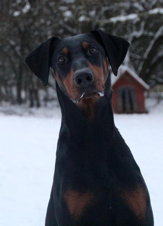 Hugo - Dobermann - Bild 4