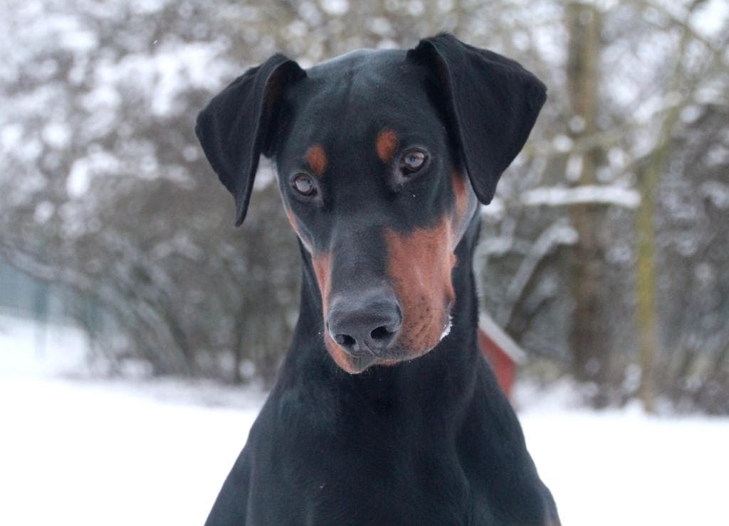 Hugo - Dobermann - Bild 10