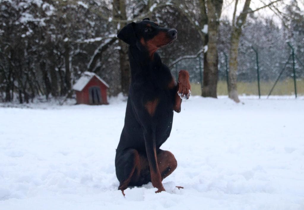 Hugo - Dobermann - Bild 9