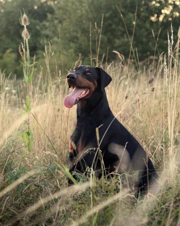Hugo - Dobermann - Bild 12