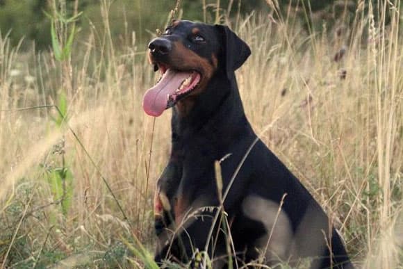 Hugo - Dobermann - Bild 6