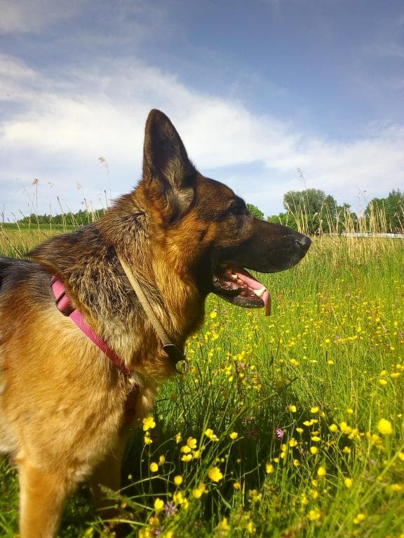 Nicko - Deutscher Schäferhund - Bild 7