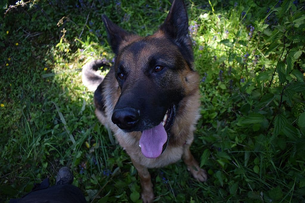 Nicko - Deutscher Schäferhund - Bild 8