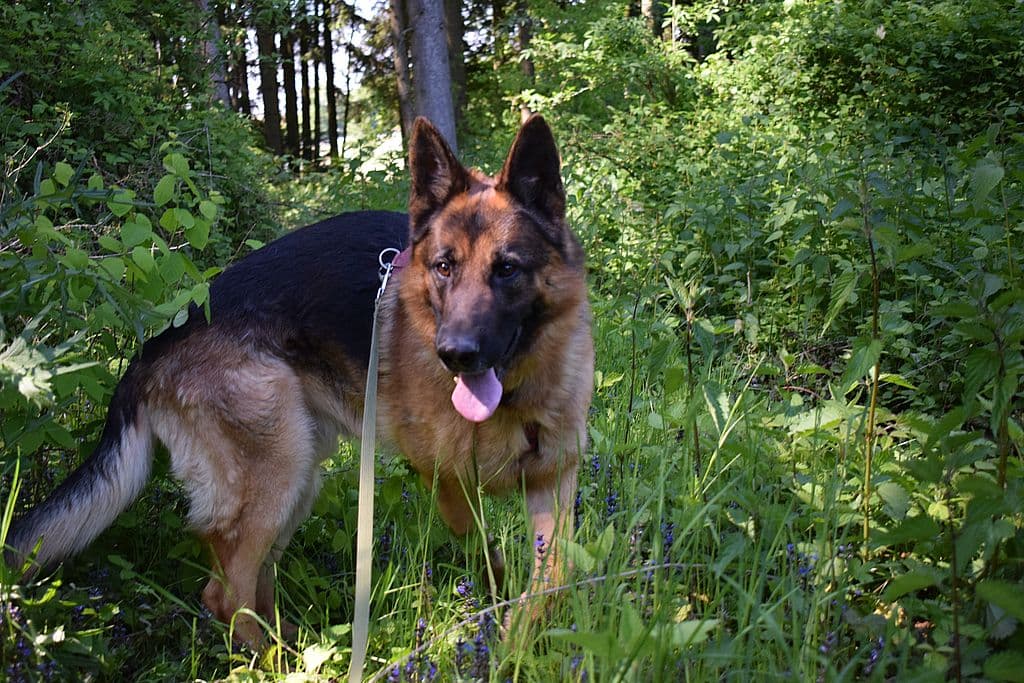 Nicko - Deutscher Schäferhund - Bild 9