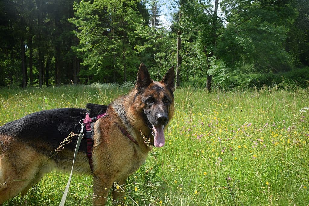 Nicko - Deutscher Schäferhund - Bild 10