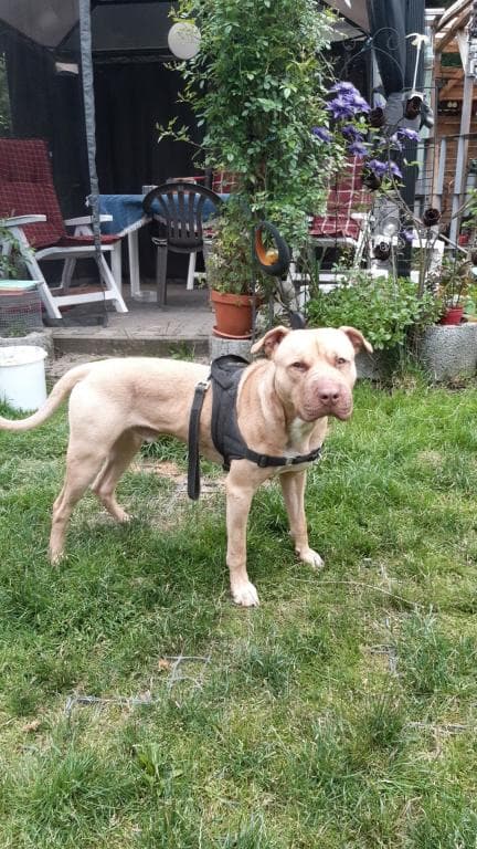 Ace - American Staffordshire Terrier - Bild 7