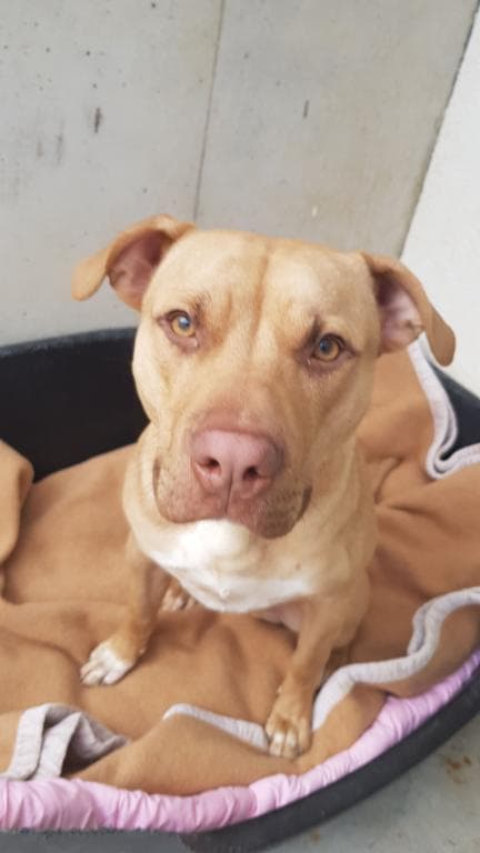 Ace - American Staffordshire Terrier - Bild 3
